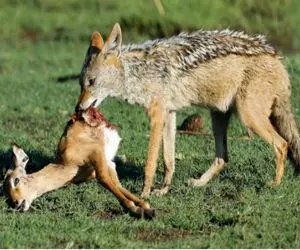 از جذابیت‌های حیات وحش؛ آهو شکست عشقی خورد واسه خودکشی تسلیم شغال اعتساف شد