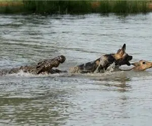 شاهکار حیات وحش؛ شکار ایمپالا منجر به مرگ کفتار گشت