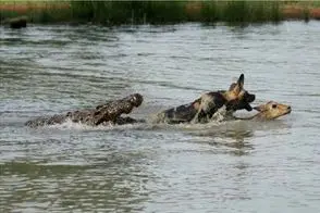 شاهکار حیات وحش؛ شکار ایمپالا منجر به مرگ کفتار گشت