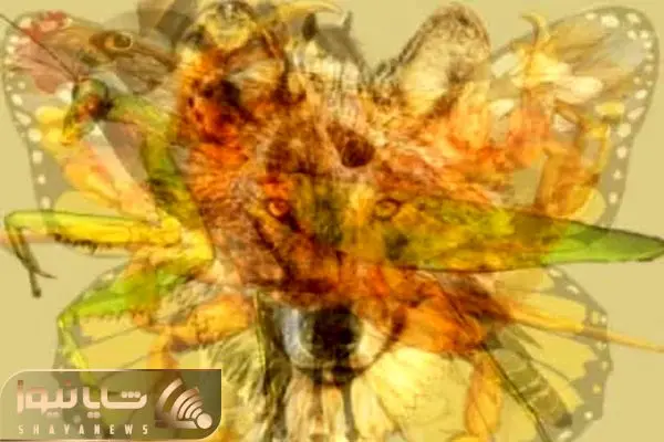 What do you see in this optical illusion? Animal you spot first says a lot about your personality