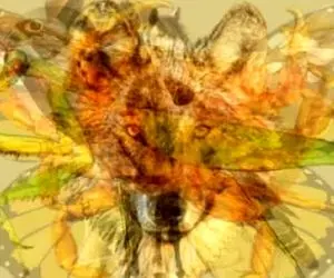 تست شخصت شناس تصویری؛ بگو اولین حیوونی که دیدی چیه تا ویژگی های پنهانیت رو فاااش کنم!