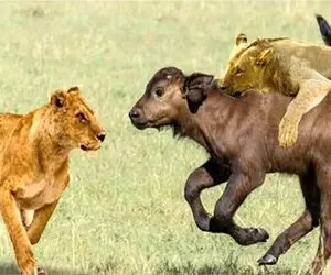 بر مدار وحش؛ شیر نمیزاره گاو و گوسالش رنگ دنیا ببینن