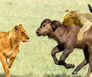 بر مدار وحش؛ شیر نمیزاره گاو و گوسالش رنگ دنیا ببینن