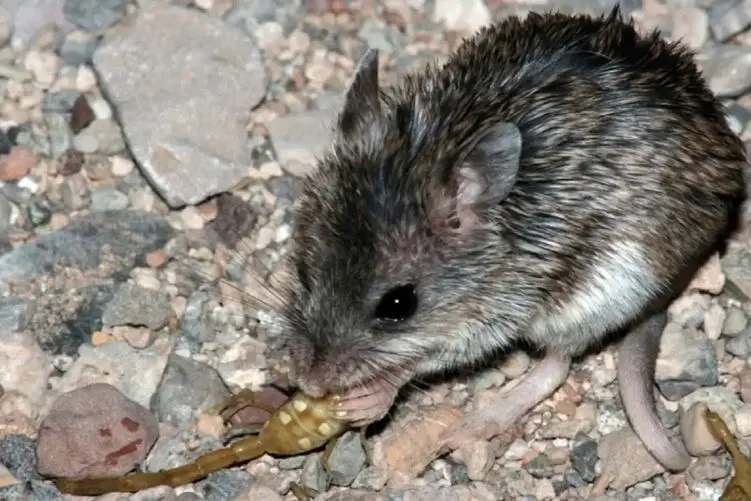 جذابیت‌ حیات وحش؛ همستر که عقرب و مارهای گوشتالو نشخوار میکنه