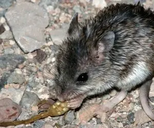 جذابیت‌ حیات وحش؛ همستر که عقرب و مارهای گوشتالو نشخوار میکنه