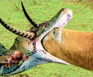 مستند حیات وحش / پیتون پیچید دور ایمپالا ببلعه شاخش حلقشو پاره کرد