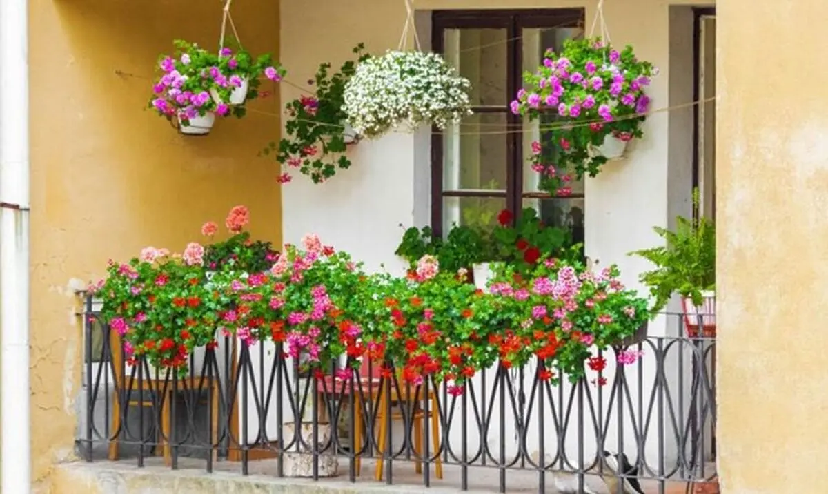 بال