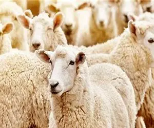 قیمت دام زنده امروز ۲۸ مهر 1404 + جدول