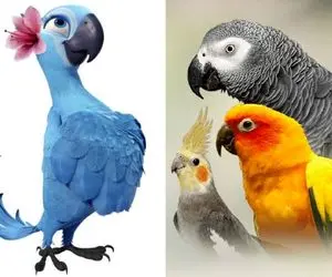 طوطی های گرررون که قیمت طلارو دارن؛ هم واست می رقصه هم شعر میخونه هم...