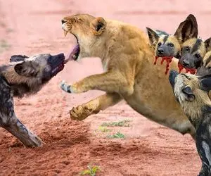 بدایع حیات وحش؛ شیر شریر که تنها موند توسط کفتارهای زالوصفت مثله و بلعیده شد