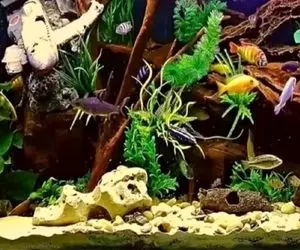 بازی فکری؛ هوش و نبوغت در حد استاتید دانشگاه آکسفورده اگه اسب دریایی رو پیدا کنی