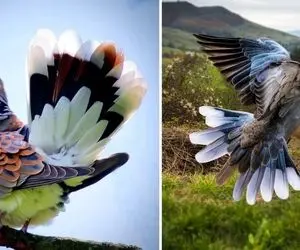 آقایون کفترباز، کفتر داریم نژاد دار و اصیییل؛ البته با قیمتی شیرین و چند ده میلیاردی!