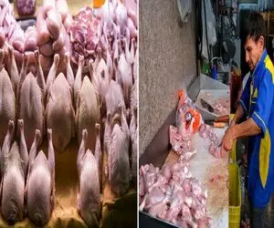 قیمت مرغ امروز چهارشنبه 9 اردیبهشت 1405 + جدول