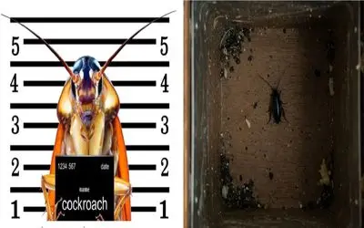 چطور در 24 ساعت از شر سوسکای ریز کابینت خلاص شیم؟/ معجزه مواد طبیعی رو امتحان کن