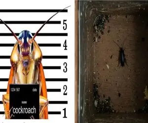 چطور در 24 ساعت از شر سوسکای ریز کابینت خلاص شیم؟/ معجزه مواد طبیعی رو امتحان کن