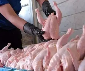 مرغ در بازار واقعا خواهان ندارد؟