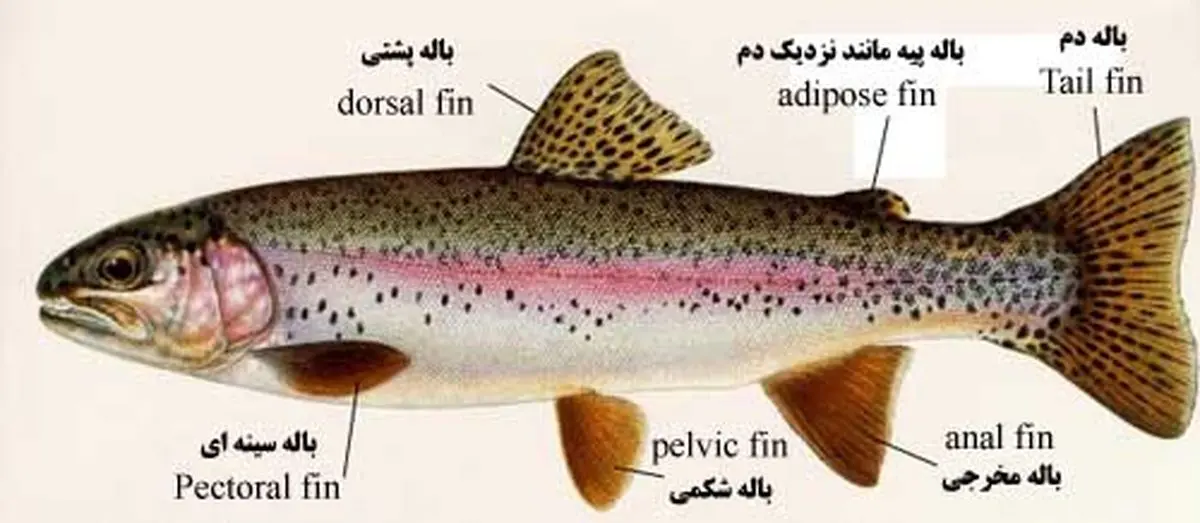 مشخصات ماهی قزل آلا رنگین کمانی
