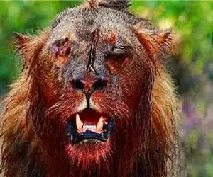 طبیعت بی رحم؛ نبرد سبعانه شیرهای نر برای قدرت