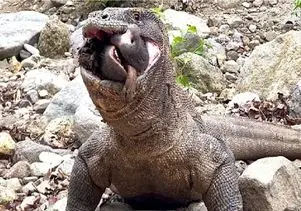 مستند حیات وحش؛ کومودو سفاک خوک زنده بلعید فقط پوزه اش موند بیرون