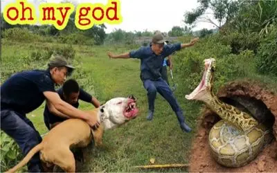 حیات وحش/ سگ پیتبول در مقابل 2 مار غول پیکر در یک سوراخ