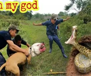 حیات وحش/ سگ پیتبول در مقابل 2 مار غول پیکر در یک سوراخ