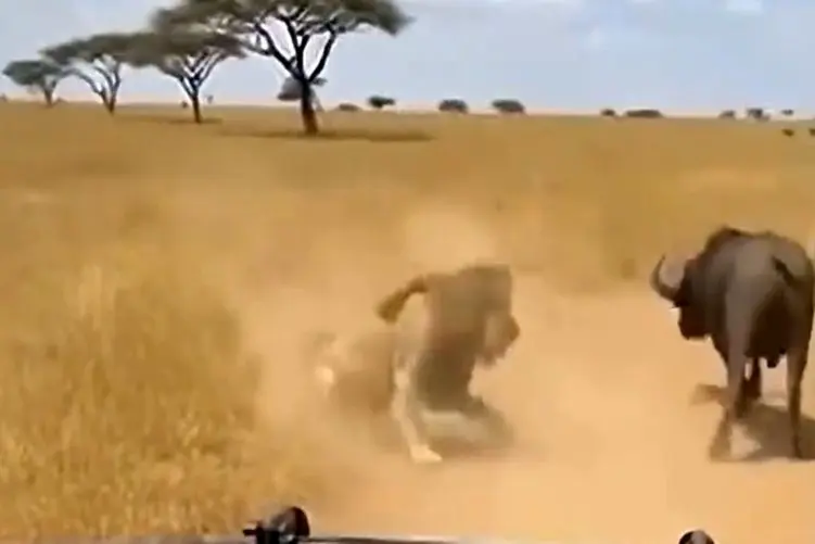 معماری طبیعت؛ کی اولین بار به شیر گفت سلطان جنگل بیاد خفت اش رو در مقابل بوفالو ببینه