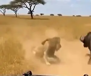 معماری طبیعت؛ کی اولین بار به شیر گفت سلطان جنگل بیاد خفت اش رو در مقابل بوفالو ببینه