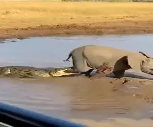 جذابیت حیات وحش؛ ضربه جانانه فیل که کروکودیل بچه آزار رو از هستی نیست کرد