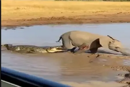 جذابیت حیات وحش؛ ضربه جانانه فیل که کروکودیل بچه آزار رو از هستی نیست کرد