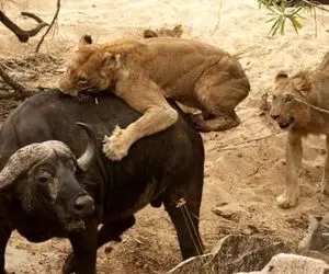 مستند حیات وحش؛ بوفالو تسلیم چرخه غذایی نمیشه!