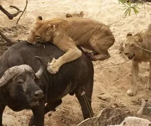 مستند حیات وحش؛ بوفالو تسلیم چرخه غذایی نمیشه!