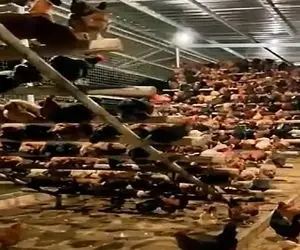 دامداری نوین؛ چطور مرغا رو راضی کردن انقد مرتب رو سکو بشینن انگار میخوان فوتبال ببینن