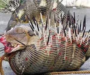 مستند حیات وحش؛ پیتون فلک زده جوجه تیغی بلعید مث مین تو شکمش عمل کرد