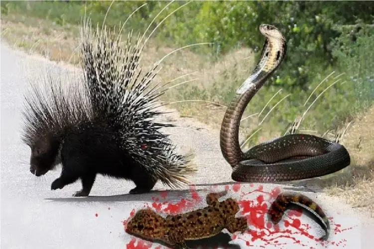 بدایع حیات وحش/ پیتون؛ جوجه تیغی