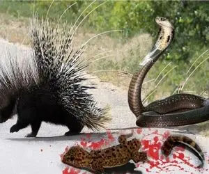 بدایع حیات وحش/ پیتون؛ جوجه تیغی