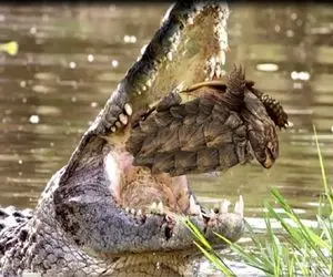 مستند حیات وحش؛ تمساح دهن گشاد لاکپشت با جاش میخوره