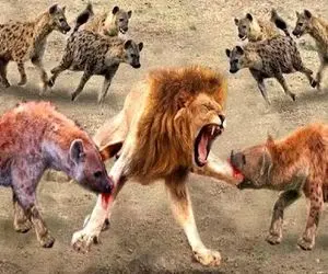 مستند حیات وحش؛ شیر تو دعوا با کفتار علیل شد