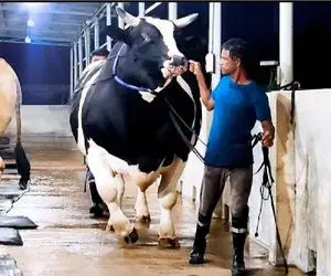 گاوهای باورنکردنی؛ گاوی که اینقدر عضله داره برای حملش باید چند نفر باهم بیان