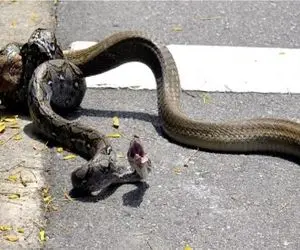 مستند حیات وحش؛ مار، مار میخوره که دراز تر شه