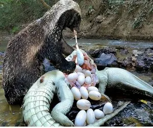 از بدایع حیات وحش؛ گورکن لحدساز با پنجولاش شکم کروکدیل رو پاره کرد تخم هاشو دزدید