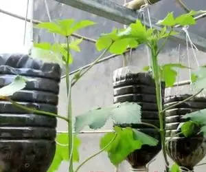 ایده های خلاقانه؛ باغچه نداری؟ خب تو بطری های پلاستیکی آب معدنی بامیه بکار عالی میشه