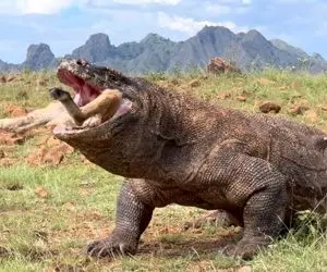 از جذابیت های حیات وحش؛ اژدهای کومودو آهو رو دید افتاد دنبالش به طمع گوشت لذیذش
