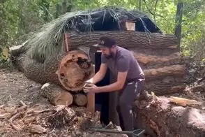 معماری خلاقانه؛ آقاهه تو جنگل با تنه درختا کلبه ساخته تماشایی به دیوارش تابلو فرش زده