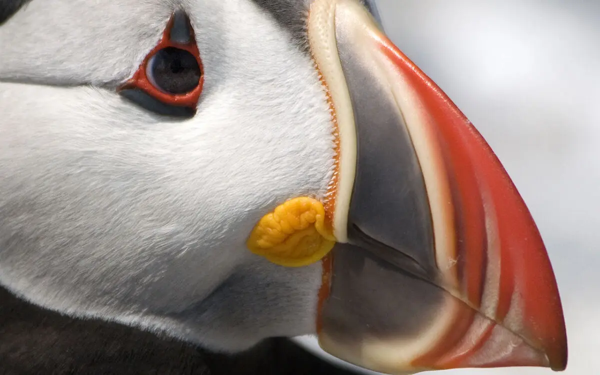 0512_puffins7