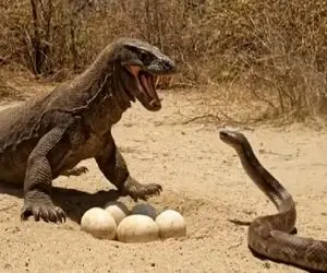 حیات وحش مصنوعی / نبرد نفس گیر آناکوندای غول و کومودو سفاک برای حراست از تخم