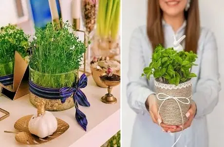 سریع الرشدترین سبزه ها برا عید تو 5 روز؛ اینا دیقه نودی هستن و از سبزه گندمم خوشگلترن