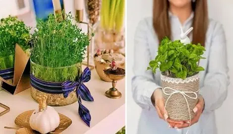 سریع الرشدترین سبزه ها برا عید تو 5 روز؛ اینا دیقه نودی هستن و از سبزه گندمم خوشگلترن