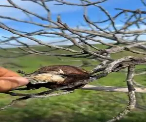 مستند کاوش؛ گنجشک رفته بود تو اتاقش به کارای بدش فکر کنه مرده نذاشت