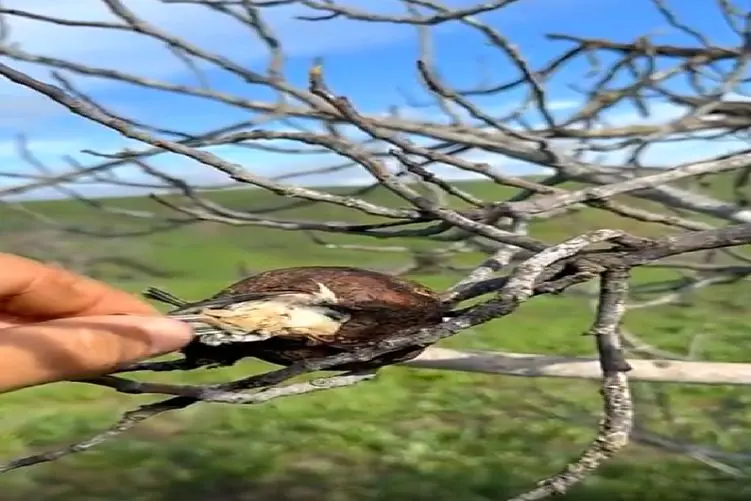 مستند کاوش؛ گنجشک رفته بود تو اتاقش به کارای بدش فکر کنه مرده نذاشت