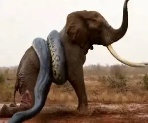 شاهکار حیات وحش؛ پیتون غول زورش نرسید فیل رو بخوره زهرشو پاشید بهش